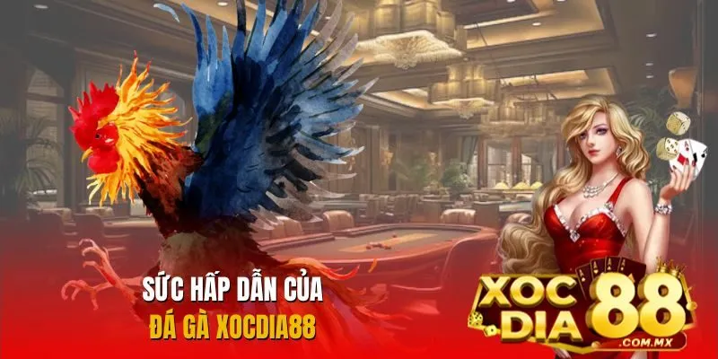 Những điểm sáng tạo nên sức hút của đá gà Xocdia88 Những điểm sáng tạo nên sức hút của đá gà Xocdia88